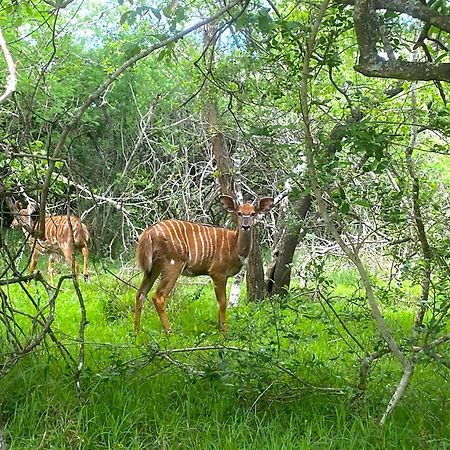 Hideaways Lazuli Bush Lodge, Hluhluwe Eksteriør bilde