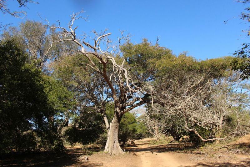 Hideaways Lazuli Bush Lodge, Hluhluwe Eksteriør bilde